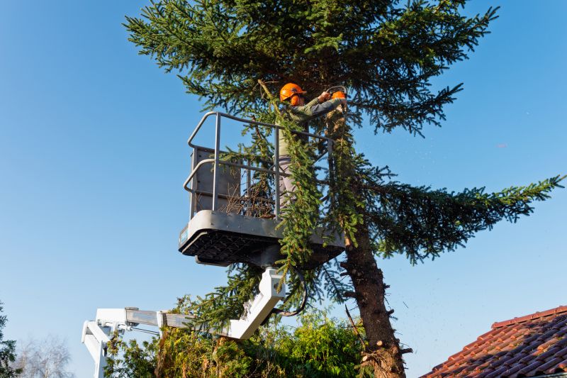 Products For Tree Arborist Service in use
