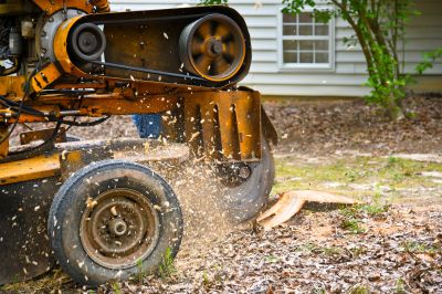 Tree Removal and Stump Grinding