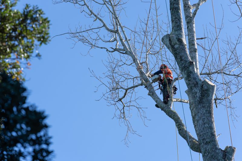 Professional Tree Pruning