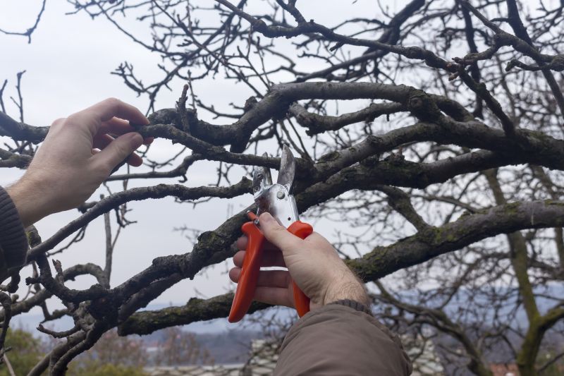 Tree Pruning in Winter