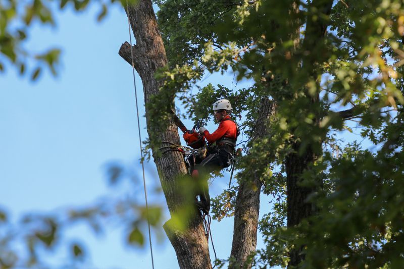 Emergency Tree Services