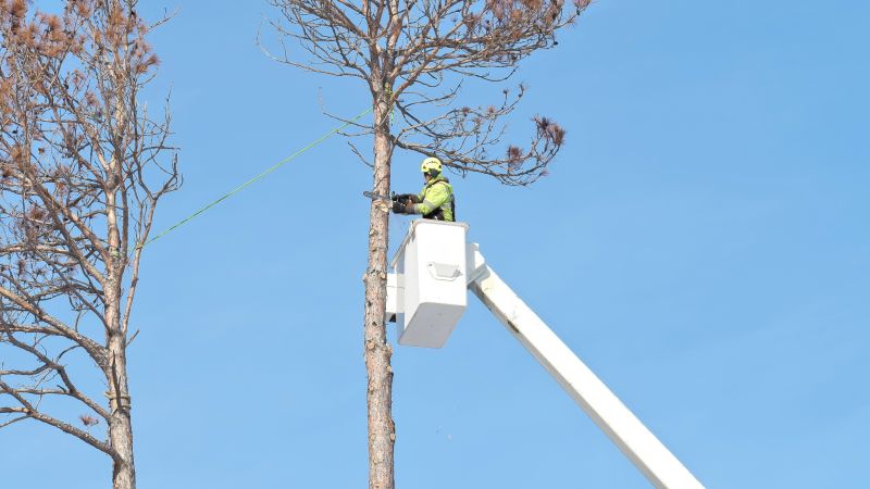 Contact About Tree Arborist Service