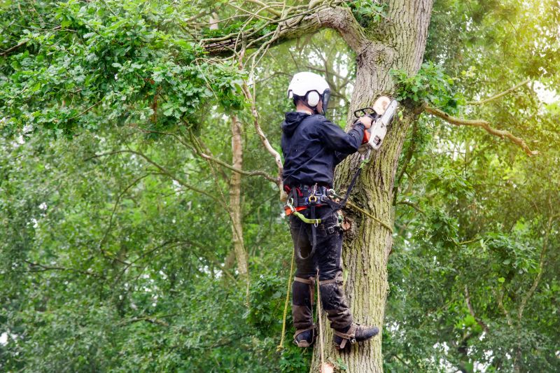 Local Tree Arborist Service pros at work