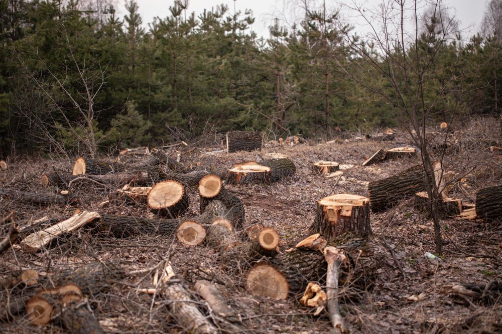Stump Clearing