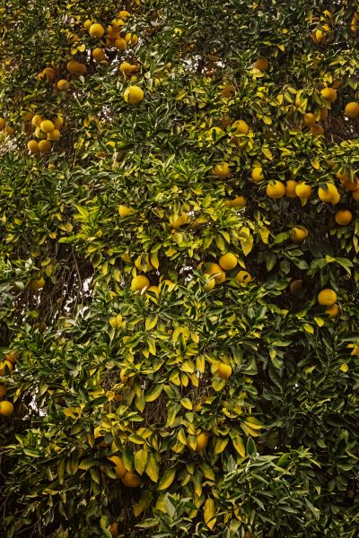 Grapefruit Tree Trimming