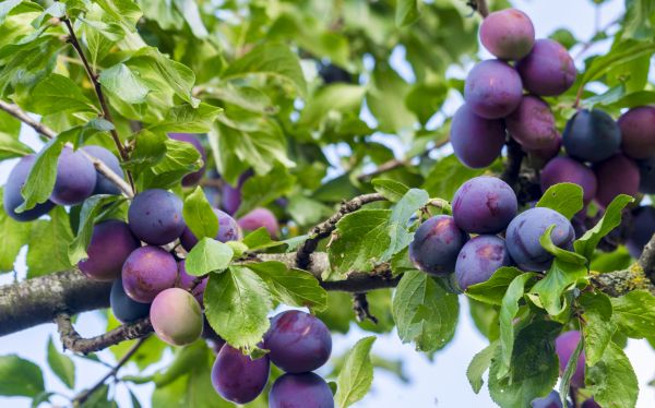 Plum Tree Pruning