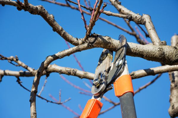 Birch Tree Trimming