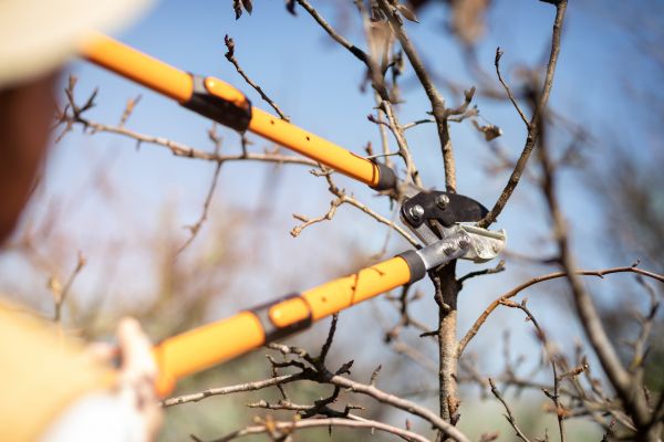 Plum Tree Trimming