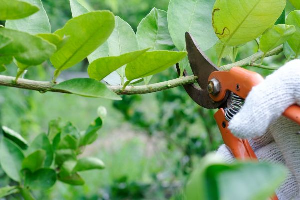 Lime Tree Pruning