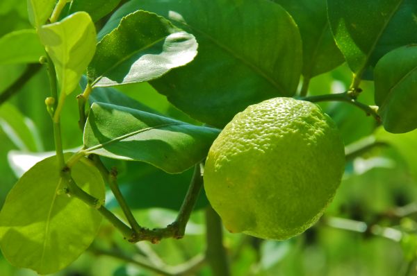 Lime Tree Trimming