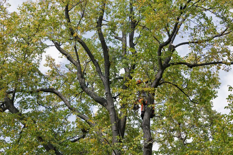 Tree Condition and Health